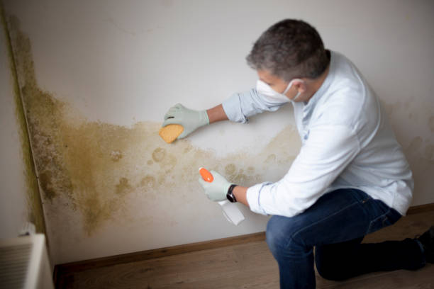 Best Black Mold Removal  in Munroe Falls, OH