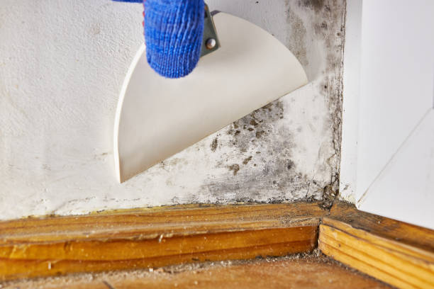 Best Environmental Consulting for Mold Prevention  in Munroe Falls, OH